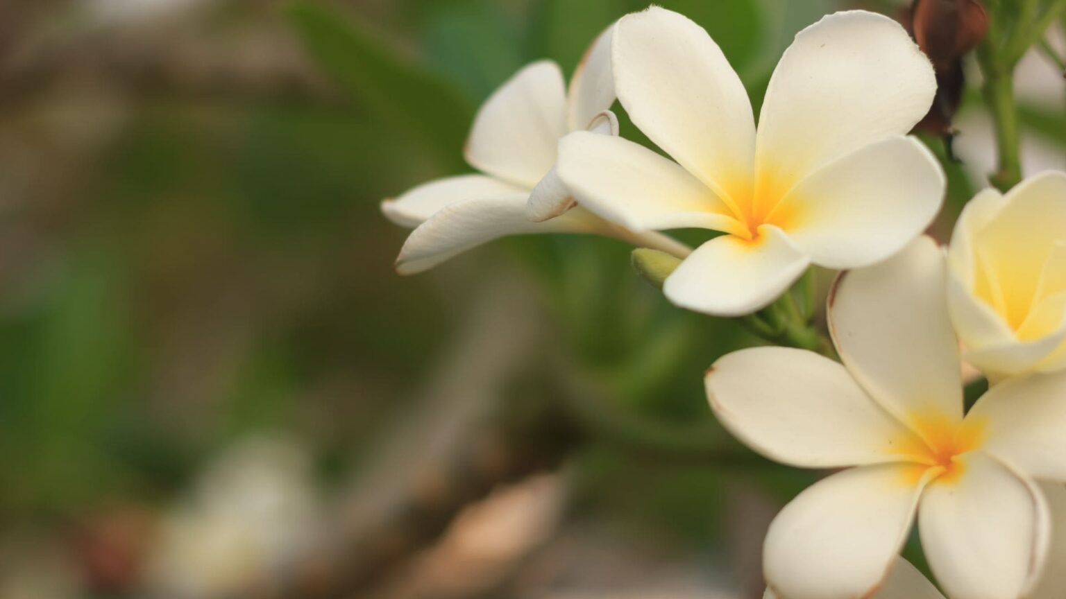 Fleurs de Frangipanier
